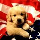 American Dog avatar