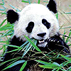 Panda eats bamboo avatar