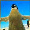 Penguin gif avatar