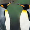 Penguins face off avatar