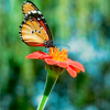 Sitting on a red flower avatar