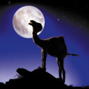 Camel   Mond avatar