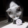 Cat and a Ball avatar