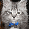 Cat in a Bowtie avatar