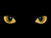Cats eyes avatar