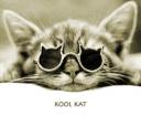 Cool cat avatar