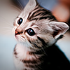 Cute kitten avatar