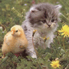 Fluffy kitten with duck adorable avatar