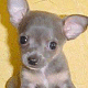 Big Eyed Puppy avatar