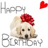 Birthday dog avatar