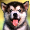 Cheeky Pup avatar