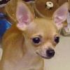 Chihuahua avatar