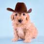 Cowboy Puppy avatar