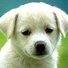 Cute Pup avatar