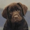 Cute brown dog avatar