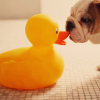 Dog and duck avatar