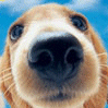 Dog close up wide lens avatar
