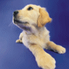 Golden Lab puppy 2 avatar