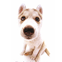 Puppy 5 avatar