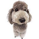 Puppy 6 avatar