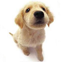 Puppy 7 avatar