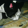 Cat drinking avatar