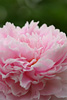 Pink Flower avatar