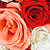 Roses avatar