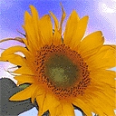 Sunflower avatar
