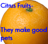 Citrus fruits make good pets avatar