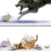 Deadly-Rabbit.gif