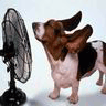 Dog Hits The Fan avatar