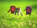 Domo chasing kitty avatar