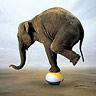 Elephant On A Beachball avatar