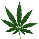 Cannabis Leaf Logo avatar