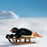 Pingu Sledging avatar