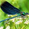 Blue dragonfly avatar
