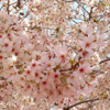 Pink cherry blossoms avatar
