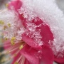 Plum Blossom in Snow avatar