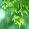 Rain on leaves avatar