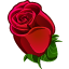 Red rose drawn avatar