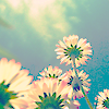 Summer flowers avatar