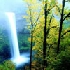 Trees and waterfall avatar