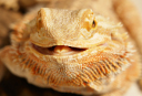 Bearded dragon avatar