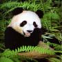 Panda in the wild avatar