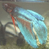 Betta fish 2 avatar