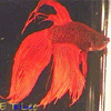 Betta fish 3 avatar