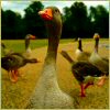 Geese avatar