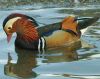 Mandarin Duck avatar