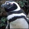 Penguin 8 avatar